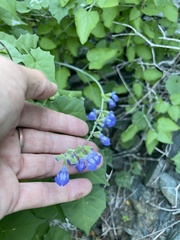 Salvia cedrosensis