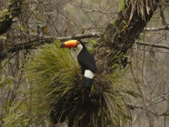 Ramphastos toco
