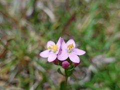 Gentianaceae