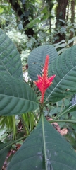 Aphelandra