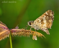 Pyrginae