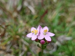 Gentianaceae