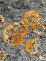 Variospora