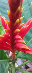 Aphelandra
