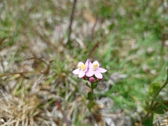 Gentianaceae