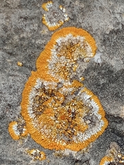 Variospora
