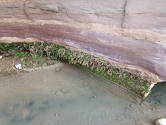 Adiantum capillus-veneris