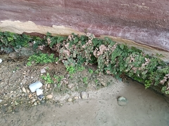 Adiantum capillus-veneris