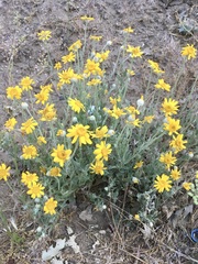 Eriophyllum lanatum