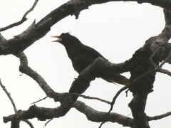 Psarocolius decumanus