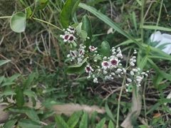 Paederia foetida