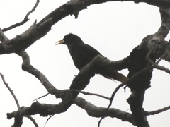 Psarocolius decumanus