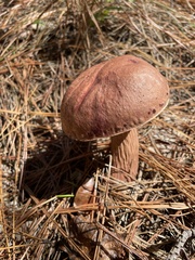 Aureoboletus