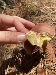 Aureoboletus