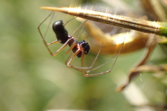 Microlinyphia pusilla