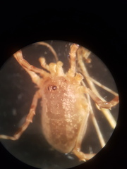 Lacinius ephippiatus