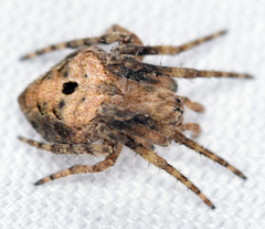Eustala anastera