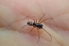 Microlinyphia pusilla