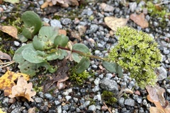 Hylotelephium telephium