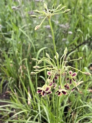 Pelargonium schlechteri