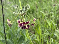 Pelargonium schlechteri