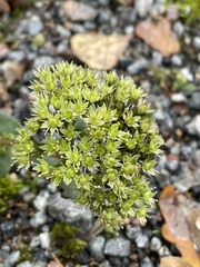 Hylotelephium telephium