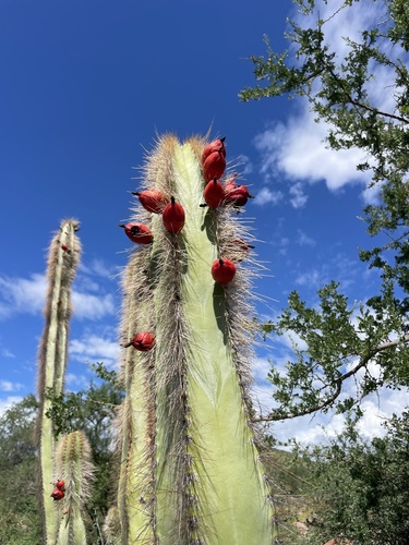 Pachycereus schottii