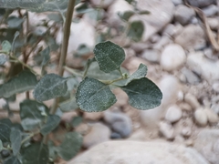 Atriplex halimus
