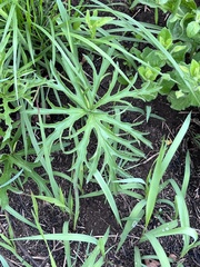 Pelargonium schlechteri