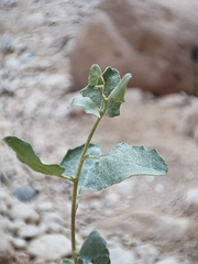 Atriplex halimus