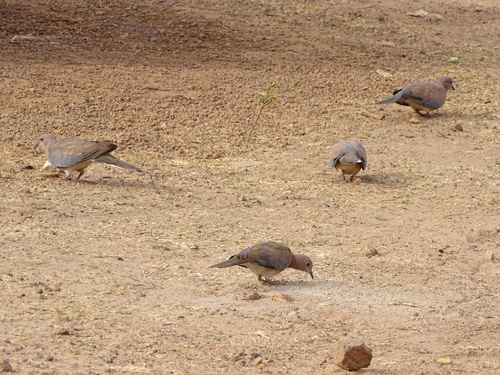 Laughing Dove