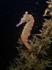 Hippocampus subelongatus