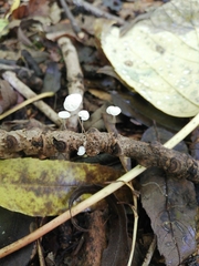 Marasmius rotula