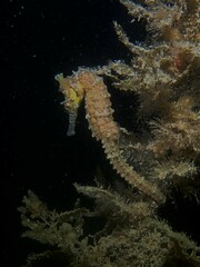 Hippocampus subelongatus