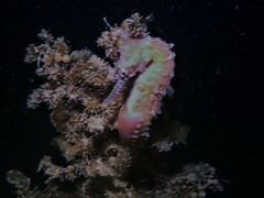 Hippocampus subelongatus