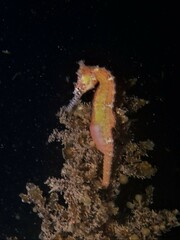 Hippocampus subelongatus