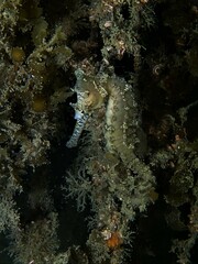 Hippocampus subelongatus