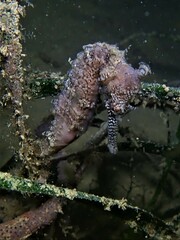 Hippocampus subelongatus