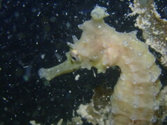 Hippocampus subelongatus