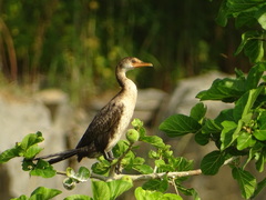 Microcarbo africanus