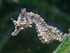 Hippocampus breviceps