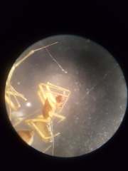 Bathyphantes setiger