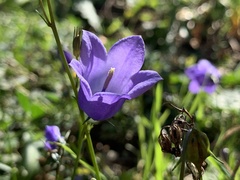 Campanula