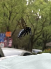Xylocopa tranquebarorum