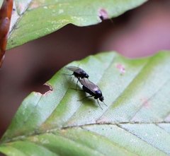 Phorinae