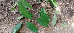 Prestonia