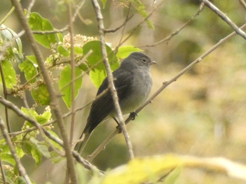 Slaty Elaenia (Elaenia strepera), photo 7
