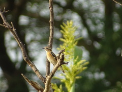 Saxicola rubetra