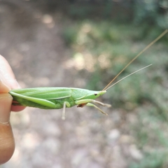 Euconocephalus varius