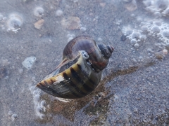 Pomacea canaliculata